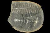 Fossil Fern & Horsetail In Nodule - Mazon Creek #89948-1